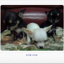 하나가축약품 이미지