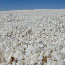 신기해변 이미지