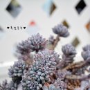 블루빈스 이미지