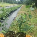 강산농장 이미지