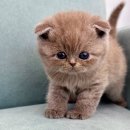 개냥이네 노원본점 | 노원고양이분양 냥이에게 진심인 곳