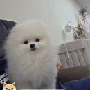 늘봄아로마테라피