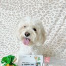 닥터독앤켓 이미지