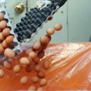 덕연농장 이미지