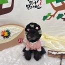 베스트유치원 | 강아지 설날 포토존, 역시 부산 강아지 유치원 킨더퍼피!