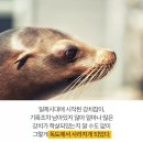 강치