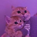 더편한동물병원 이미지
