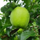 박태호농장 이미지