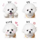 취미가 돈이 되는 시대, 이모티콘 만들기 | 카카오톡 아기 강아지 이모티콘 (챗지피티 제미나이 프롬프트 공유)