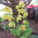 제주 새우란 이미지