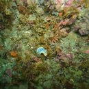 스쿠비 | [제주도] 서귀포 스킨 스쿠버 다이빙 / 스쿠비 다이브 추천 / 제주도 서귀포 펀다이빙