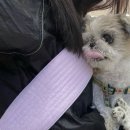 이레동물병원 이미지