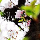 [트래킹]2017년4월9일 일요일1시 중랑천 벚꽃길 산책 2030등산동호회 이미지