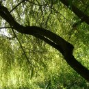 버드나무 이미지