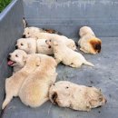 강아지본부 이미지