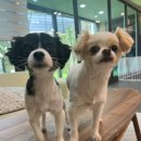 도그런하우스 이미지