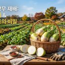 관수슈퍼 | 무 파종시기 및 가을 김장무 심는 방법