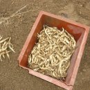 농군농장 이미지