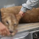 레오목장 2 이미지