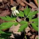 청태산그린 이미지