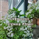 리갈제라늄 콴탁메이 이미지