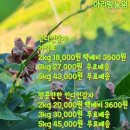 인디언감자 (아피오스) 50% 맛보기 이벤트 이미지