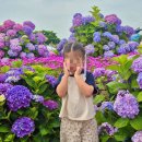 장생포고래특구협동조합 | “2025 장생포 수국축제 개화상황🌸｜운영시간·포토존·상품권까지”
