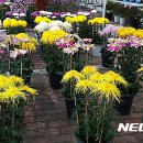 봉정사국화마을 이미지