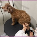 고려애견샵 이미지