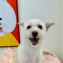 쁘띠몽펫샵 이미지