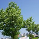 이팝나무가 만개한 이가팔리 풍경 (2024.5.3.금) 이미지