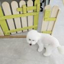 DOG 깨비 이미지