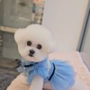 미지 펫살롱 | 비숑프리제 미용 스타일, 얼굴 귀툭튀, 하이바 가격 [용인 분당애견미용]