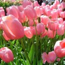 칼빈주의의 유명한 튤립(TULIP)-5가지 신조에 관한 생각들 -퍼옴 이미지