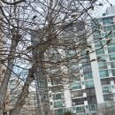 연안초등학교 앞 이미지