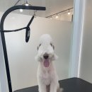 다녀오개 이미지