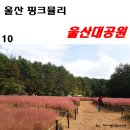 [울산]핑크빛으로 물든 울산대공원! 핑크뮬리보러가기