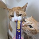 세바코리아 | 펠리웨이에서 츄르가..?! 해피스낵 급여 후기💜