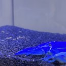 반디랜드 곤충박물관 이미지