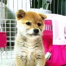 왕초켄넬 이미지