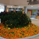 감귤홍보관 이미지