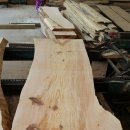 울진소나무 이미지