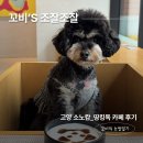 독베이커리 | 일산 애견동반카페 추천 소노캄 띵킹독 멍푸치노 방문 후기