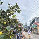 진례전통시장 이미지