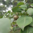 소봉 농장 이미지