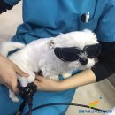 Dr.dog동물의료센터 이미지