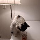 펫츠플레이트 이미지