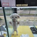 펫프린 | 평택애견샵, 펫 프린 방문후기!