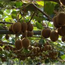 참다래농장 이미지