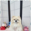 오늘도 예쁘개 이미지